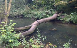 08 stream tree